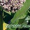 Asclepias syriaca, habit