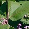 Asclepias syriaca, habit
