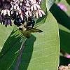 Asclepias syriaca, flowers