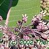 Asclepias syriaca, flowers