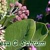 Asclepias syriaca, flowers