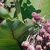 Asclepias syriaca, flowers