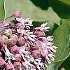Asclepias syriaca, flowers