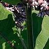 Asclepias syriaca, flowers