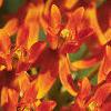Asclepias tuberosa, flowers
