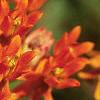 Asclepias tuberosa, flowers