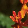 Asclepias tuberosa, flowers
