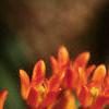 Asclepias tuberosa, flowers