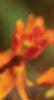 Asclepias tuberosa, flowers