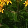 Asclepias tuberosa, flowers