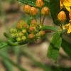 Asclepias tuberosa, flowers