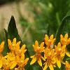 Asclepias tuberosa, flowers