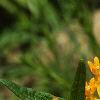 Asclepias tuberosa, flowers