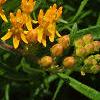 Asclepias tuberosa, flowers