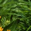 Asclepias tuberosa, flowers