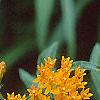 Asclepias tuberosa, flowers