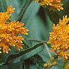 Asclepias tuberosa, flowers