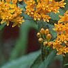 Asclepias tuberosa, flowers