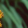 Asclepias tuberosa, flowers