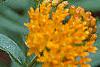 Asclepias tuberosa, flowers