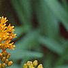 Asclepias tuberosa, flowers