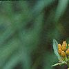 Asclepias tuberosa, flowers