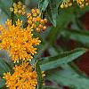 Asclepias tuberosa, flowers