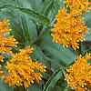 Asclepias tuberosa, flowers
