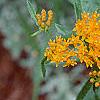 Asclepias tuberosa, flowers