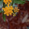 Asclepias tuberosa, flowers