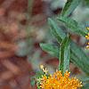 Asclepias tuberosa, flowers