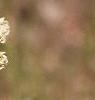 Asclepias verticillata, flowers