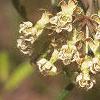 Asclepias verticillata, flowers