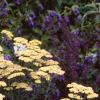 Achillea 'Anthea', habit
