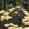 Achillea 'Anthea', habit