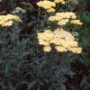 Achillea 'Anthea', habit