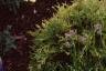 Achillea 'Anthea', habit