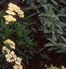 Achillea 'Anthea', habit