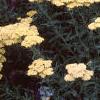 Achillea 'Anthea', habit
