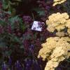 Achillea 'Anthea', habit