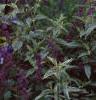 Achillea 'Anthea', habit