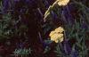 Achillea 'Anthea', habit