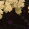 Achillea 'Anthea', flowers