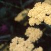 Achillea 'Anthea', flowers