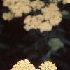 Achillea 'Anthea', flowers