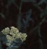 Achillea 'Anthea', flowers