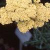 Achillea 'Anthea', flowers