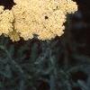 Achillea 'Anthea', flowers