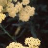 Achillea 'Anthea', flowers