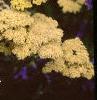 Achillea 'Anthea', flowers